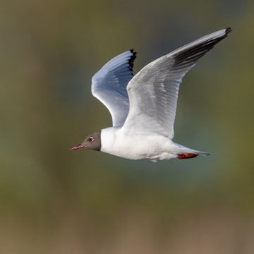 Black-headed Gull