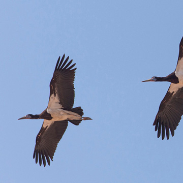 Abdim's Stork