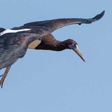 Abdim's Stork