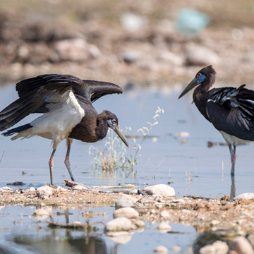 Abdim's Stork