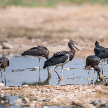 Abdim's Stork