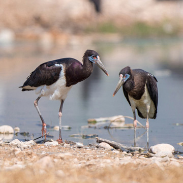 Abdim's Stork