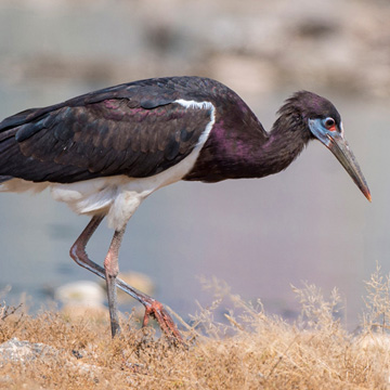 Abdim's Stork