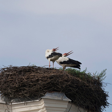 White Stork