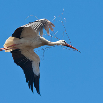 White Stork