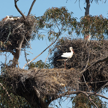 Weissstorch