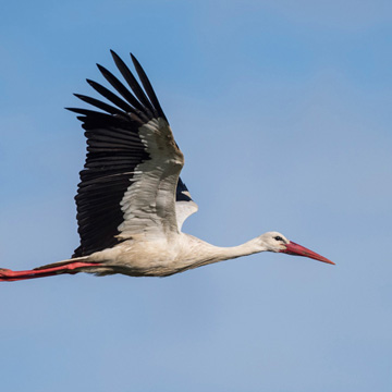 White Stork