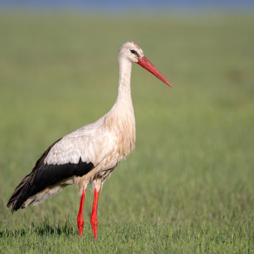 White Stork