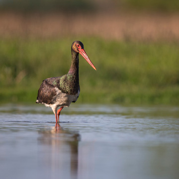 Black Stork