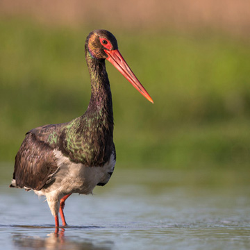 Black Stork