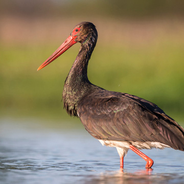 Black Stork