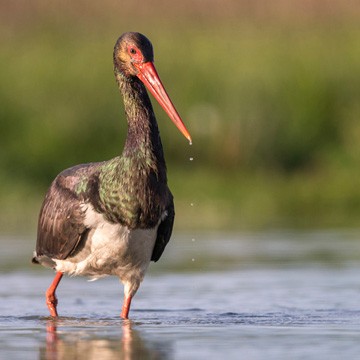 Black Stork