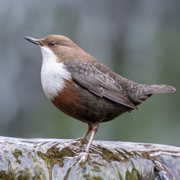 Wasseramsel