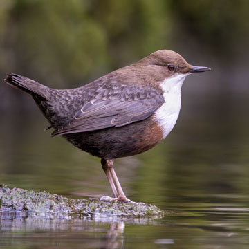 Wasseramsel