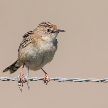 Zitting Cisticola