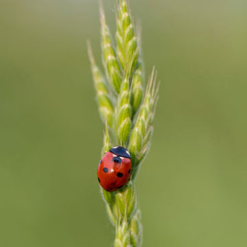 Siebenpunkt-Marienkäfer