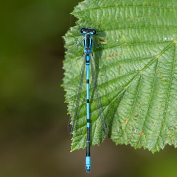 Hufeisen-Azurjungfer
