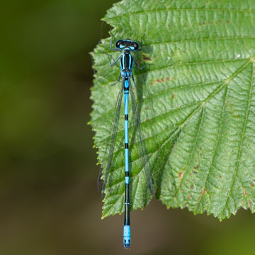 Azure Damselfly