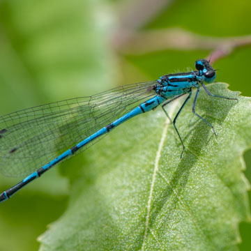 Azure Damselfly