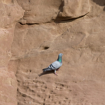 Rock Dove