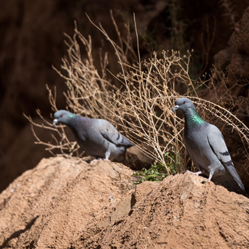 Rock Dove