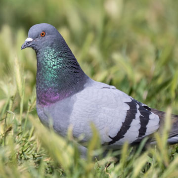 Feral Pigeon