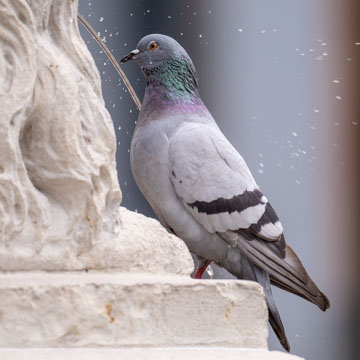 Feral Pigeon