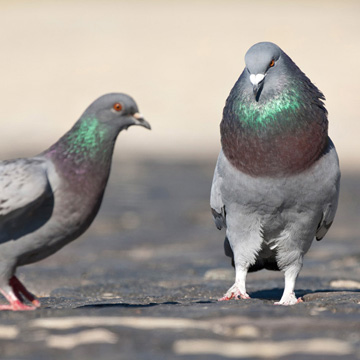 Feral Pigeon