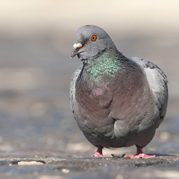 Feral Pigeon