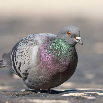 Feral Pigeon