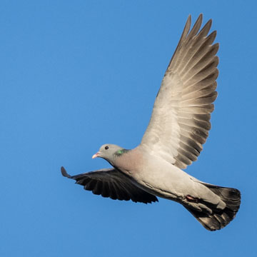 Stock Dove