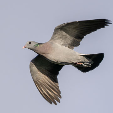 Stock Dove