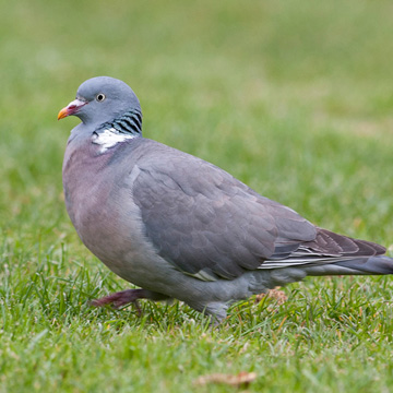 Common Wood Pigeon