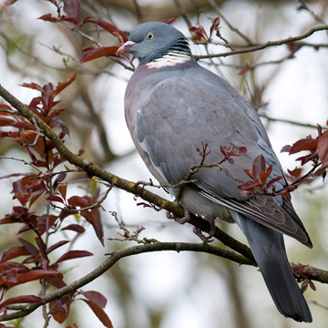 Common Wood Pigeon