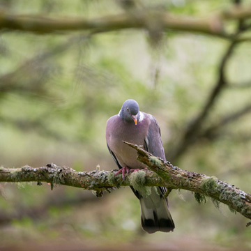 Common Wood Pigeon