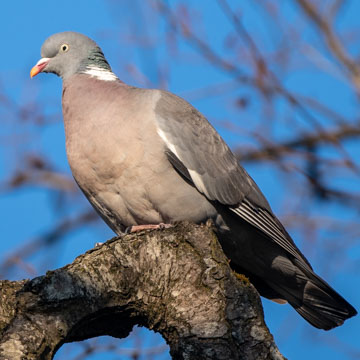 Common Wood Pigeon