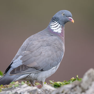 Common Wood Pigeon
