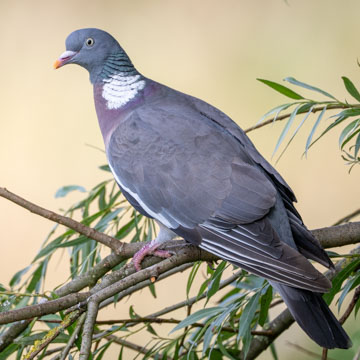 Common Wood Pigeon