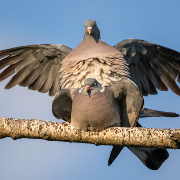 Common Wood Pigeon