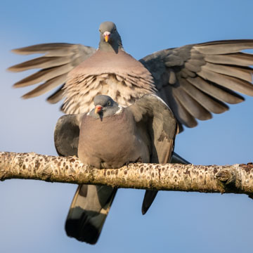 Common Wood Pigeon