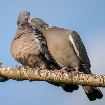 Common Wood Pigeon