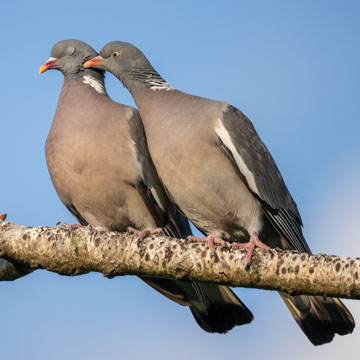 Common Wood Pigeon