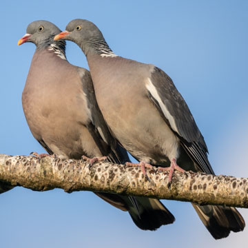 Common Wood Pigeon