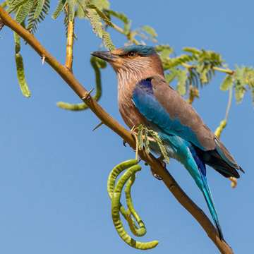 Indian Roller