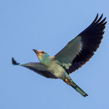 European Roller