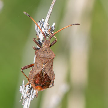 Dock Bug