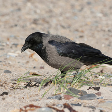 Hooded Crow