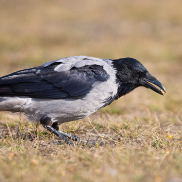 Hooded Crow