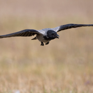 Hooded Crow