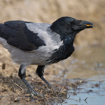 Hooded Crow